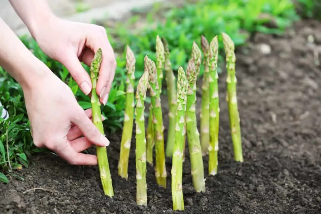 asparagus growing in dirt