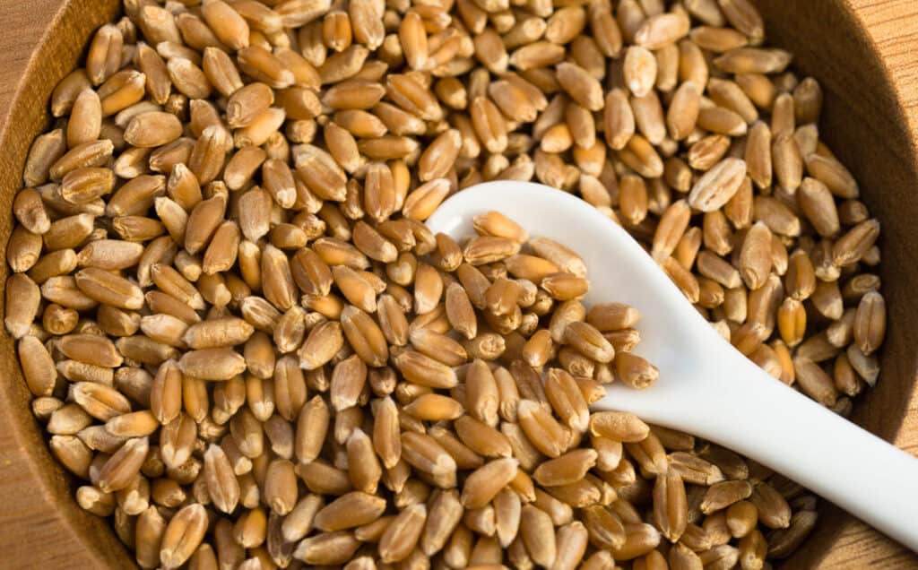 Wheat berries in a bowl with a spoon.