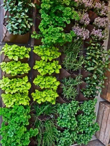 A vertical garden featuring herbs.