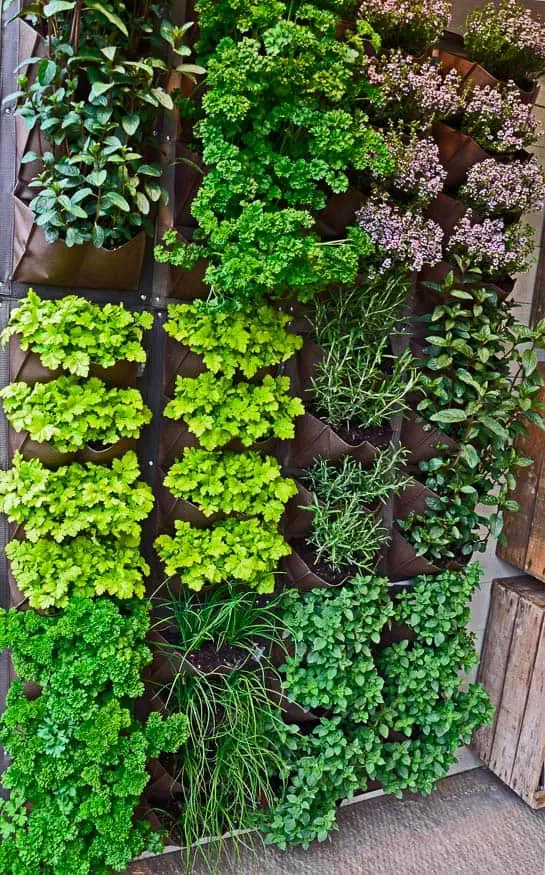 A vertical garden featuring herbs.