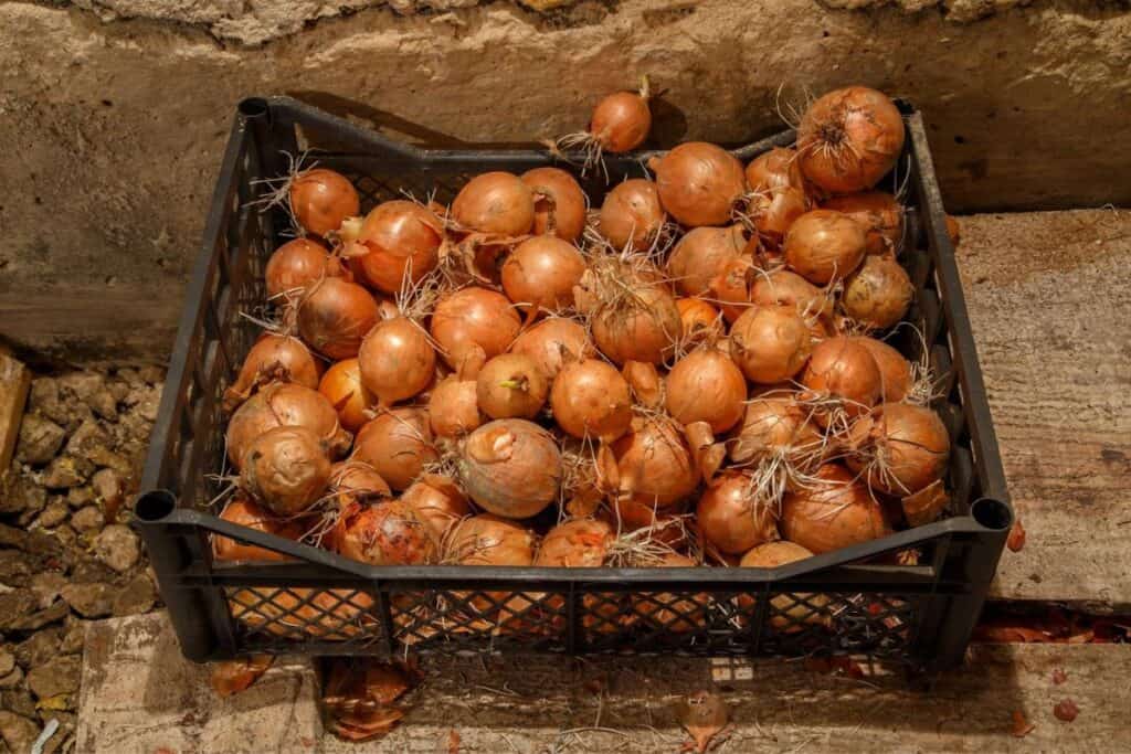 A black crate filled with bulbs of onions, some with sprouting shoots, on a rustic stone surface.