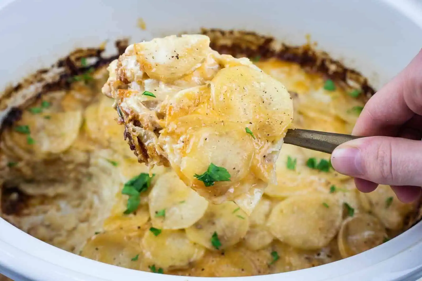 A hand holds a serving spoon with cheesy scalloped potatoes above a dish, showing layers of sliced potatoes topped with melted cheese and herbs.