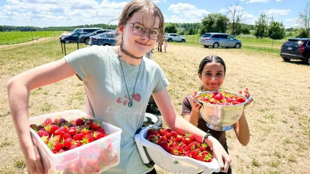 Two people stand outdoors in a field holding large containers filled with freshly picked strawberries, with cars and trees visible in the background.
